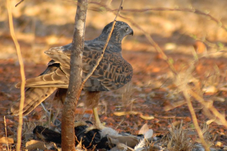 Red Goshawk (Erythrotriorchis radiatus)